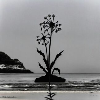 Maskros SVART   H20cm